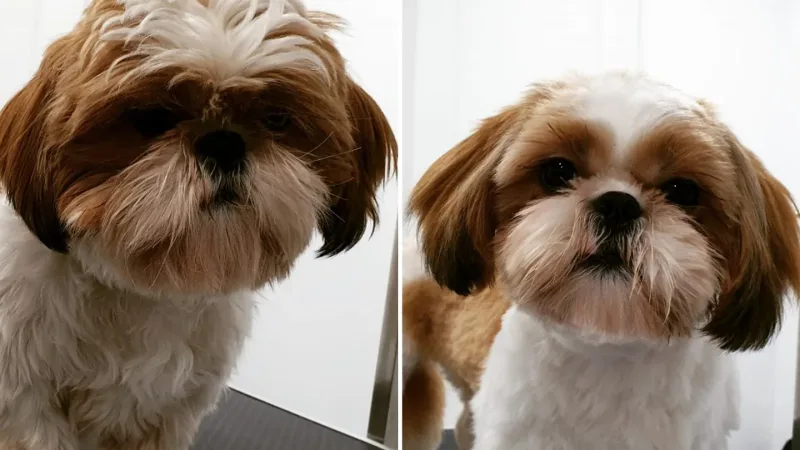 Tu Estilo Peluquería Canina & Felina