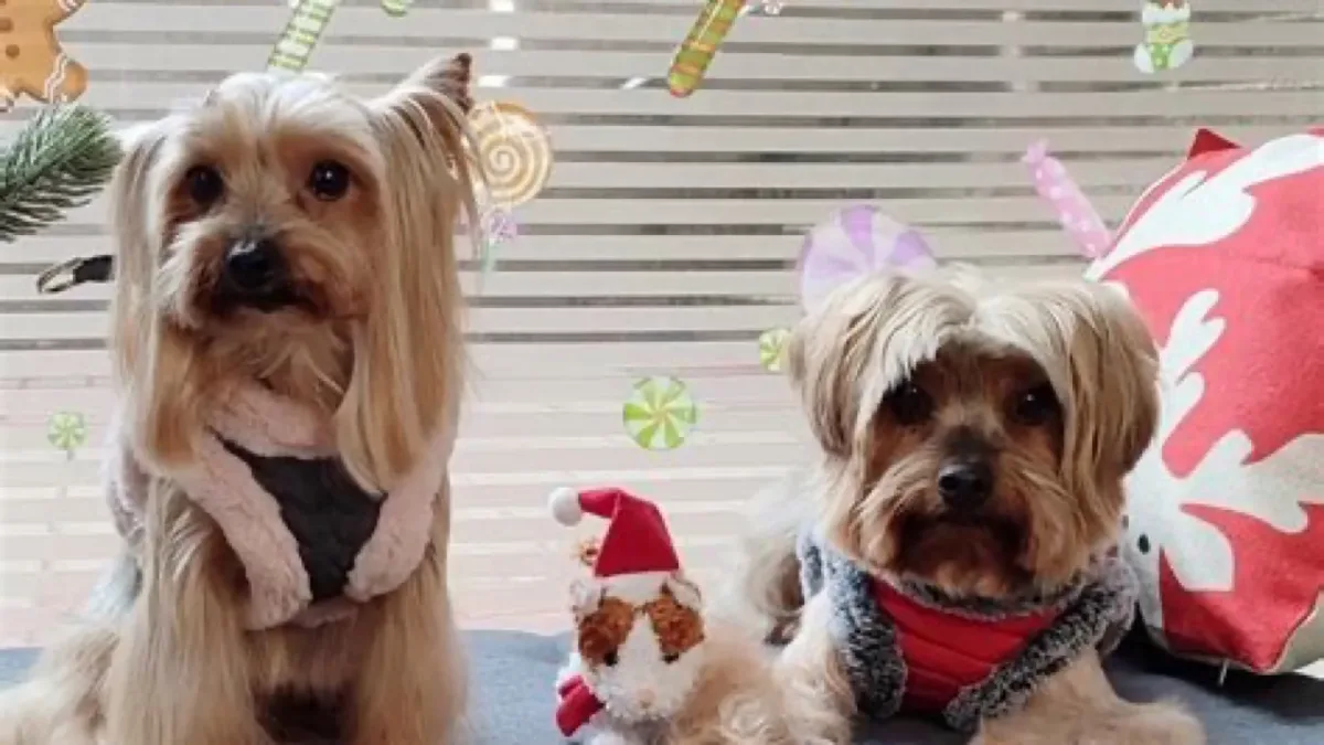 Peluquería Canina Pupetes en Maliaño