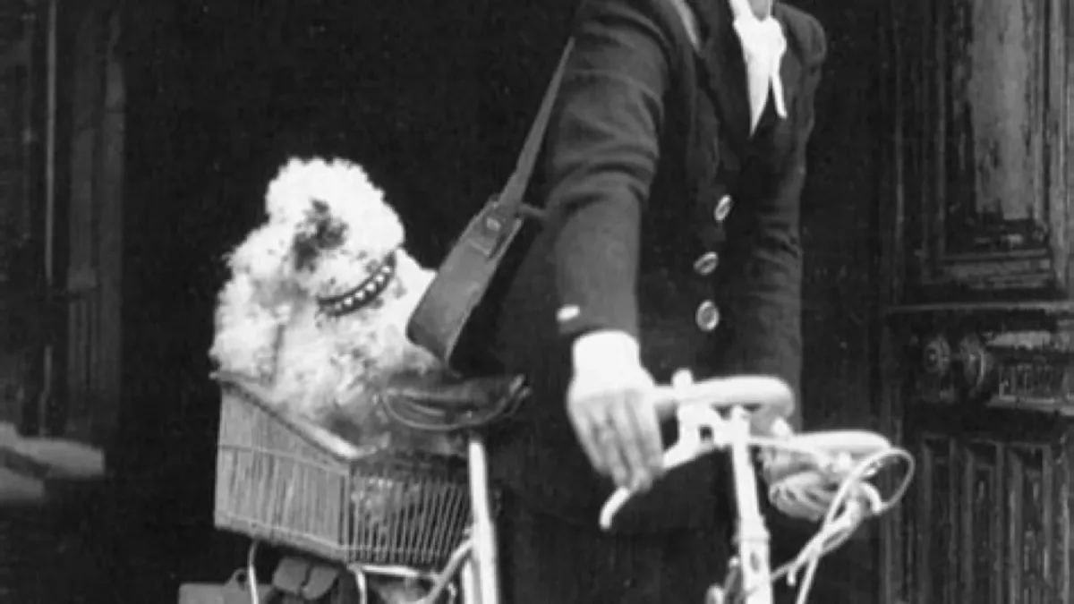 Peluquería Canina y Escuela de Peluqueria Plucking en Santander